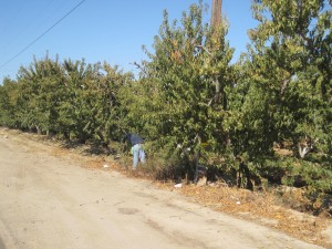 A man prunes peaches in Parlier, CA. Photo: Zaidee Stavely