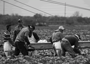 trabajadores del campo en el Valle Central de California.