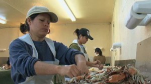 Trabajadoras de la jaiba en Maryland. 