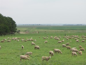 Gauteng-Sheep_Farming-001