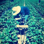 Pizcando fresa en campos agrícolas de Ventura, California.