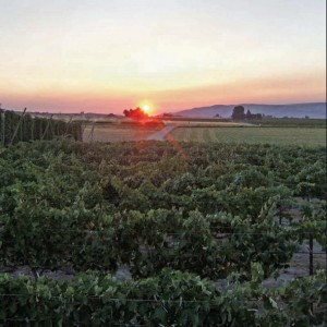 Washington-State-University-Clean-Plant-Center-Northwest-Grape-Program-Foundation-vineyard