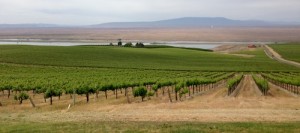  Viñedos en Sunnyside, Washington. Foto: evansfruitco.com