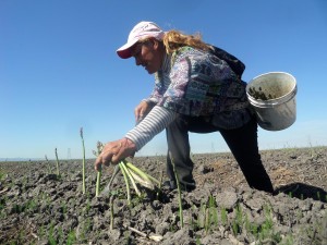 Pie de foto: En California, un proyecto de ley busca que los trabajadores agrícolas reciban el pago de horas extras después de las ocho horas de trabajo por día, o las 40 horas a la semana. (foto cortesía de Luis Magaña).