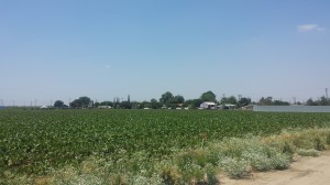 Campos agrícolas a un lado de las casas en las afueras de Lamont.