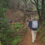 Los caminantes descienden por el bosque. Foto: Fernando torres.