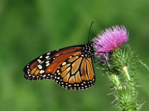 Mariposa Monarca. Foto: bn.globalvoicesonline.org