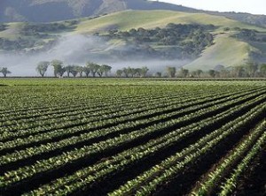 Una vista de los campos de cultivo en Alisal, el este de Salinas, California. Foto: www.zillow.com