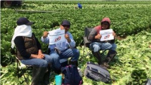 Jovita, Eleuterio y Moisés son trabajadores de la lechuga en King City que también apoyan la lucha de los jornaleros del campo.