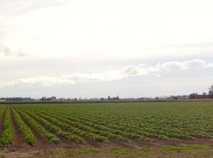 Campos de moras en el estado de Washington. Foto: José Luís Buen Abad.