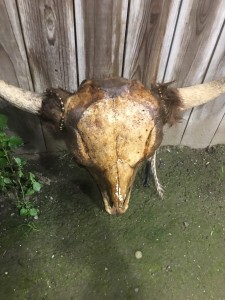 Arturo Rodriguez encontró esta mal oliente cabeza de toro en la entrada de su casa al regresar de sus actividades durante “Un Día Sin Inmigrantes”  en el Valle Central de California. Foto: Arturo Rodriguez 