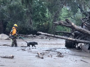 Rescatista con perro en busca de víctimas desaparecidas. Foto:  www.abc13.com