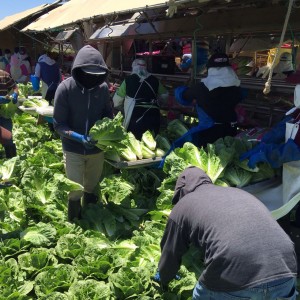 Campesinos migrantes en California. Foto: