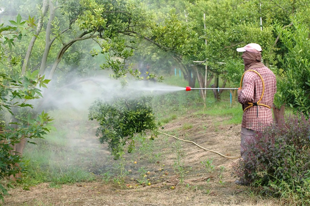 Farmer spray pesticide in orchard. Photo: iStock/Getty Images via California Healthline