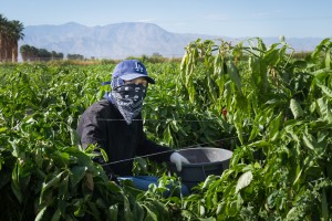 Farmworker Erwin Sandoval, 21, had been skeptical about getting the vaccine because he feared the potential side effects, but he reconsidered after learning that friends his age back home in El Salvador had died of covid.