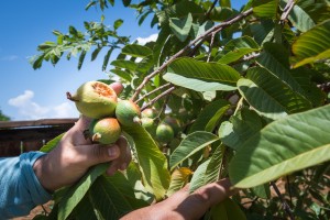 Jaime Isidoro planta árboles frutales en su patio trasero durante su tiempo libre y dice que ha notado que los veranos se vuelven más calurosos cada año. “Esta es la primera vez que este árbol de guayaba da frutos”, dice. 