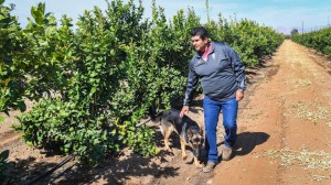 Antonio Cabrera camina entre los limoneros con su perro Bakhu en su granja en Reedley el martes 19 de octubre de 2021. CRAIG KOHLRUSS CKOHLRUSS@FRESNOBEE.COM FRS 