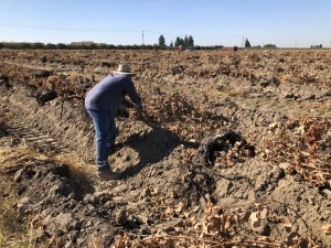 Un trabajador saca viñas secas de un campo en el condado de Fresno el 13 de octubre de 202. Él dijo que la semana anterior trabajó en turnos regulares con humo espeso, pero que no se le proporcionó una mascarilla N95 ni fue trasladado a un espacio interior, así como tampoco se le ofreció ninguna de las protecciones requeridas por el estado. Foto: Farida Jhabvala Romero/KQED.