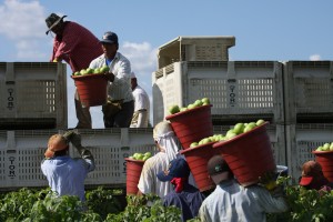 Trabajadores agrícolas en los campos de cultivo del sur de La Florida. Foto: CIW.