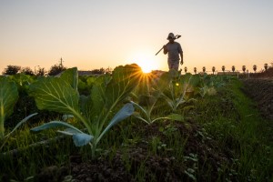 La dura labor de los trabajadores (as) del campo bajo los intensos calorones. Foto: Cortesía.