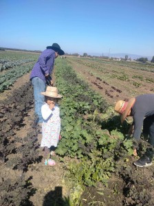 María Morales cultiva orgánico con su esposo y al lado su hija menor, antes de la tormenta. Foto: Cortesía.